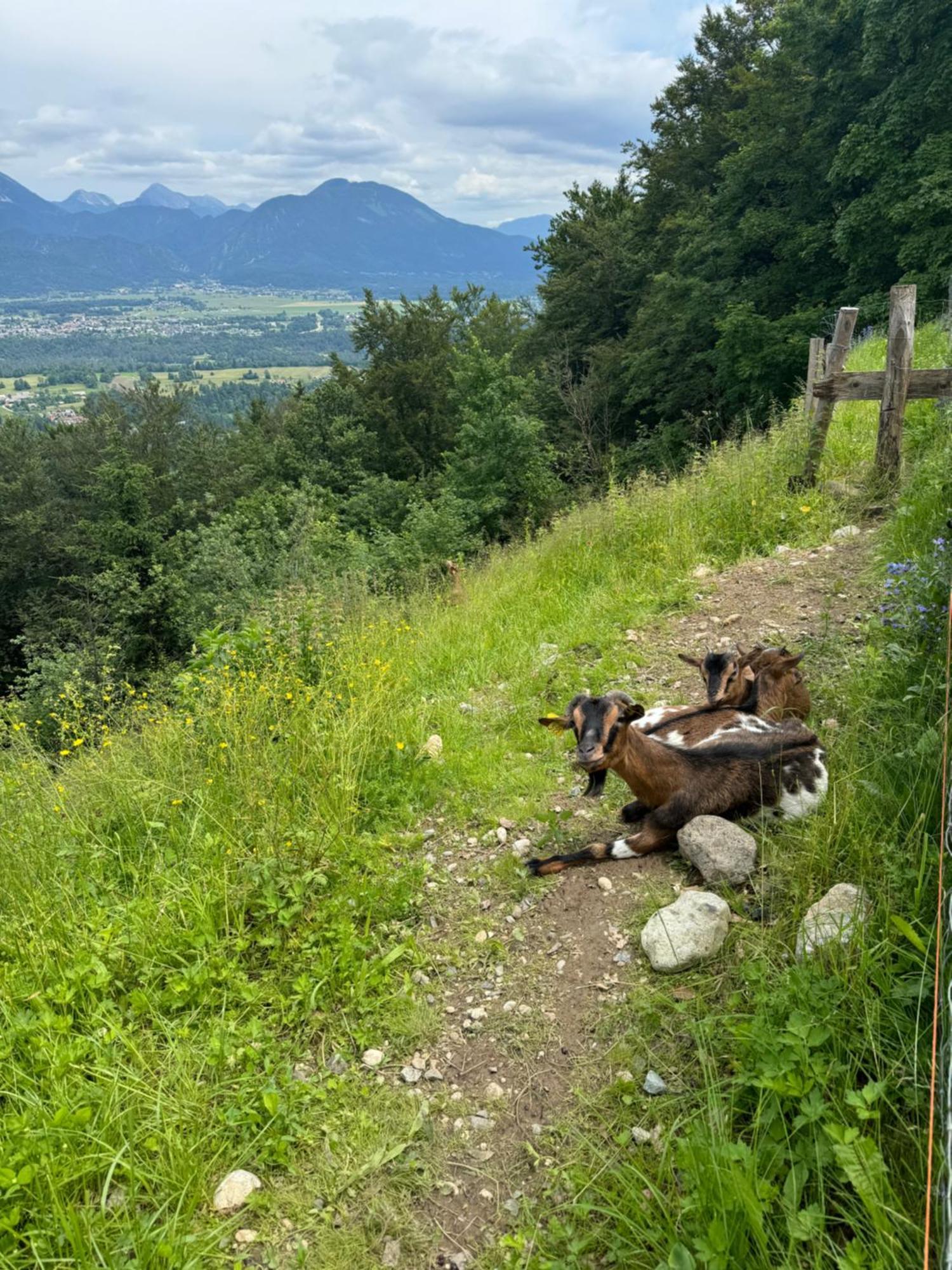 Koca Na Talezu Otel Bled Dış mekan fotoğraf